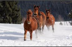 koně v zimě_21