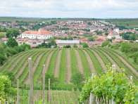 Vinařské stezky Jižní Moravy